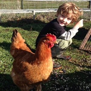 The Chickens are Coming, The Chickens are Coming Image